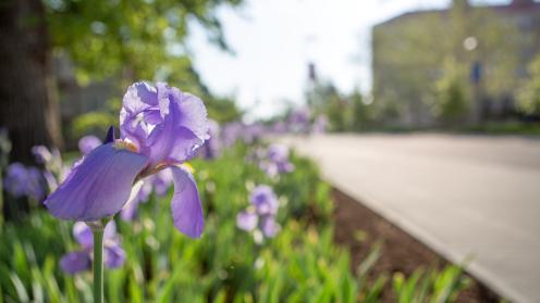 A close up of a purple flower next to Jayhawk Boulevard in the sun